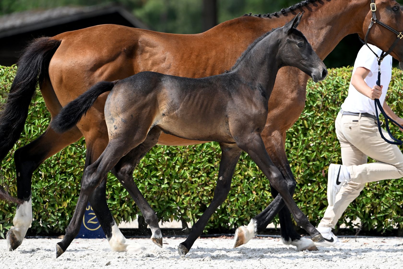 ESA DIVA JT Z - Exquisite sister of 1.55m Grand Prix Karajan